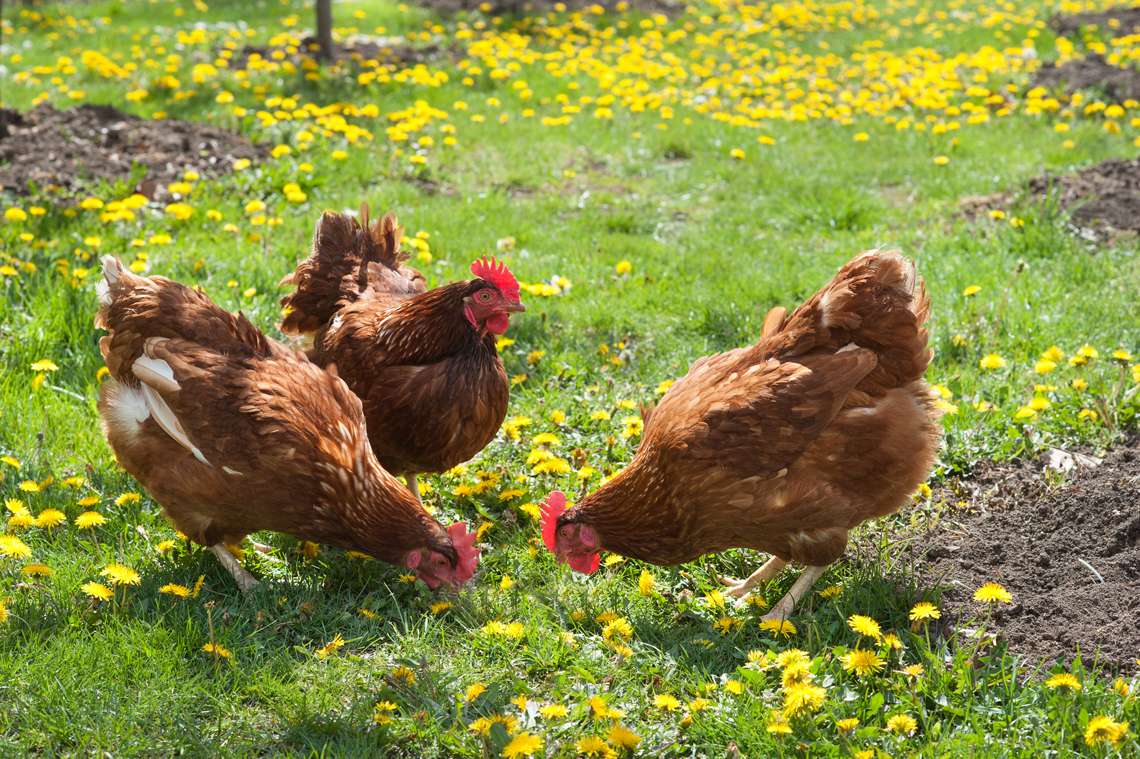 éleveur de poule bas-rhin